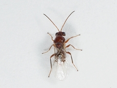 Callirhytis lanata