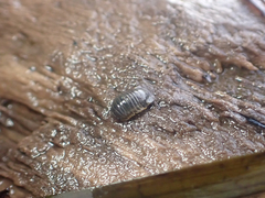 Gnorimosphaeroma oregonense