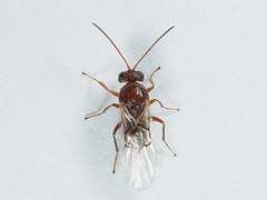 Callirhytis lanata