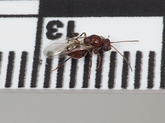 Callirhytis lanata