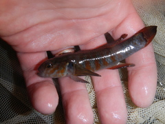 Gobiomorphus huttoni