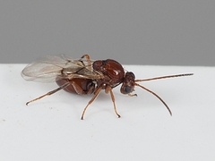 Callirhytis lanata