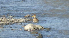 Anas georgica spinicauda