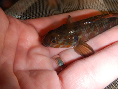 Gobiomorphus huttoni