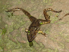 Lithobates sphenocephalus utricularius