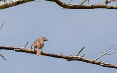 Piranga roseogularis