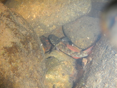 Gobiomorphus huttoni