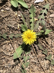 Taraxacum mongolicum
