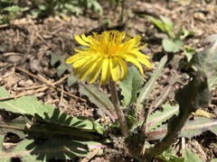 Taraxacum mongolicum