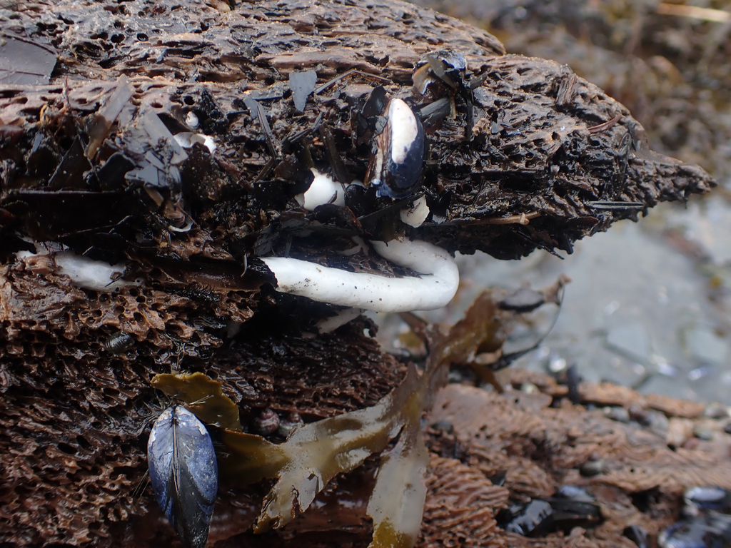 feathery shipworm