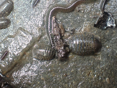 Gnorimosphaeroma oregonense