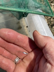 Atherinops affinis