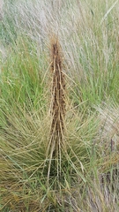 Aciphylla subflabellata