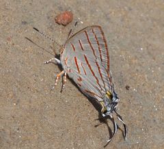 Hemiolaus caeculus
