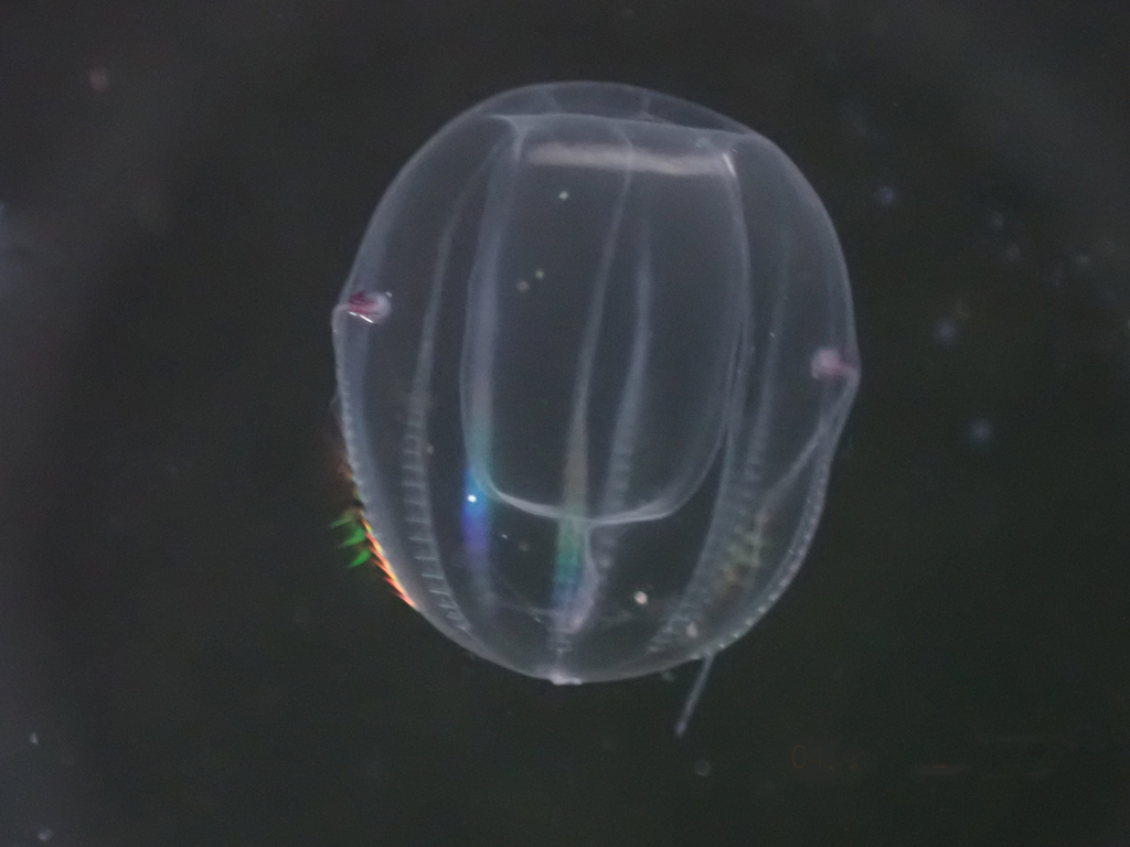 Dryodora glandiformis