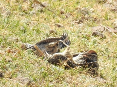 Campylorhynchus brunneicapillus