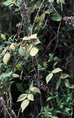 Rubus parviaraliifolius