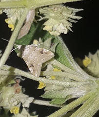 Hellula
