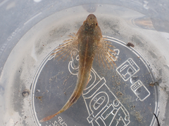 Oligocottus maculosus