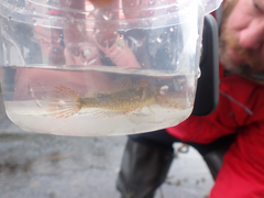 Oligocottus maculosus