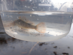 Oligocottus maculosus