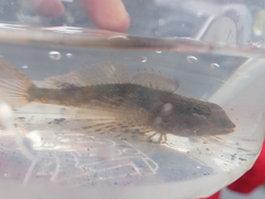 Oligocottus maculosus