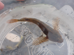 Oligocottus maculosus