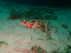 Synchiropus calauropomus