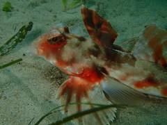 Synchiropus calauropomus