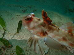 Synchiropus calauropomus