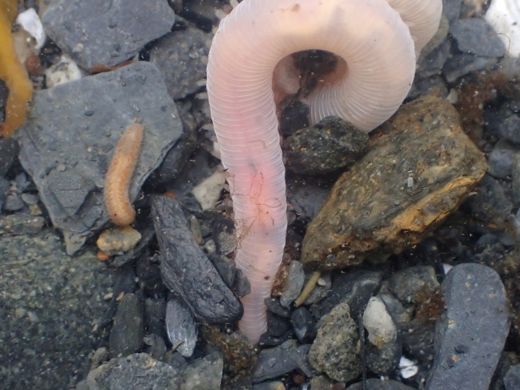 Hemipodia simplex