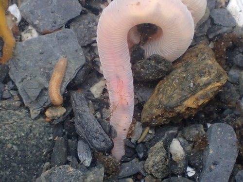 Hemipodia simplex