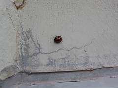 Aiolocaria hexaspilota