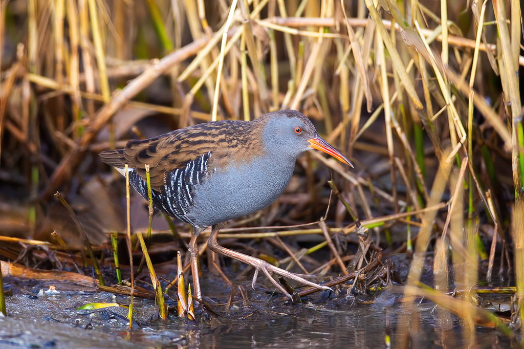 Water Rail photo