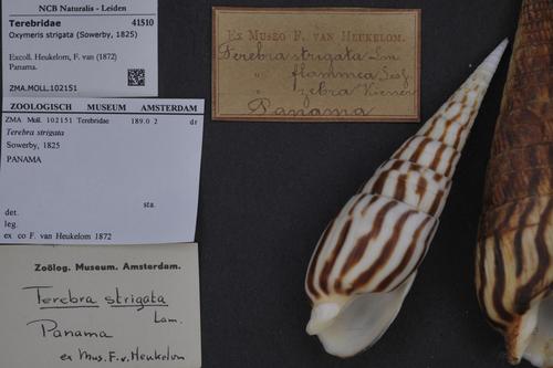 Oxymeris strigata
