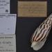 Caracol Barrena Cebra - Photo Sowerby, 1825, sin restricciones conocidas de derechos (dominio publico)
