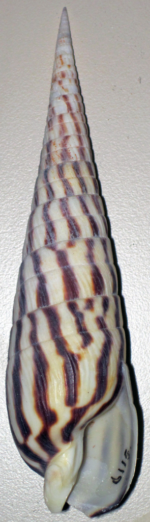 Oxymeris strigata