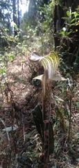Arisaema nepenthoides