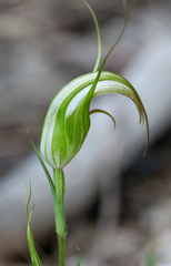 Pterostylis ampliata