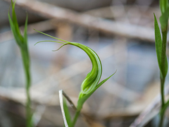 Pterostylis ampliata