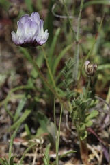 Astragalus breweri
