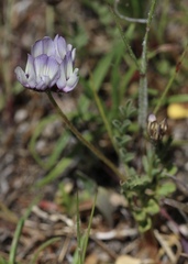 Astragalus breweri