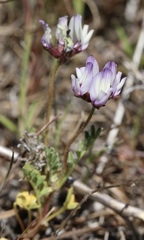 Astragalus breweri