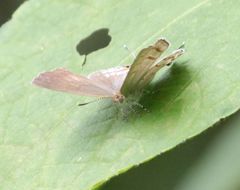 Hypolycaena philippus philippus