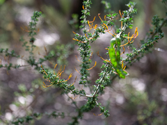 Acacia mitchellii