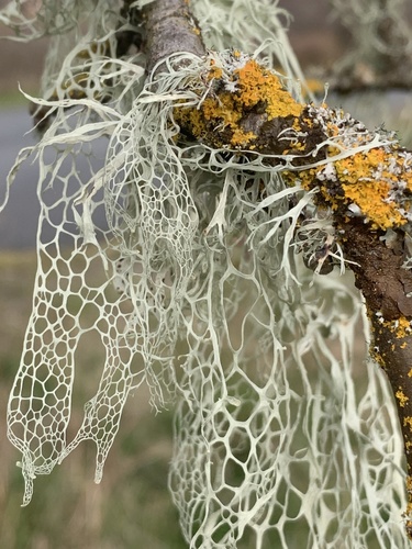 lace lichen