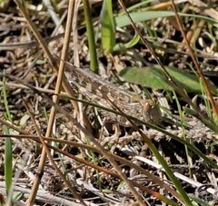 Chortoicetes terminifera