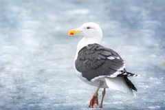 Great Black-Backed Gull photo 4