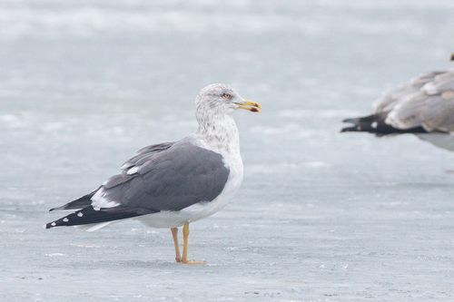 Gaviota sombría (Larus fuscus)