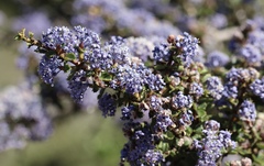 Ceanothus masonii